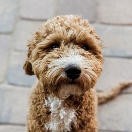 Aussiedoodle and Goldendoodle Puppies from Garside Doodles