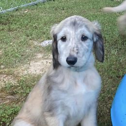 Afghan Hounds from Zardin Afghan Hounds