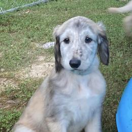 Afghan Hounds from Zardin Afghan Hounds
