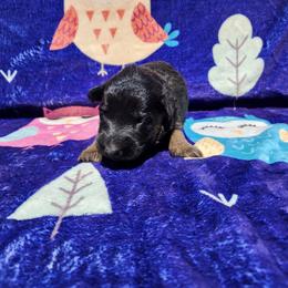 Maja - Black and red female German Shepherd puppy in Los Lunas, New Mexico from Mali's German Shepherds LLC