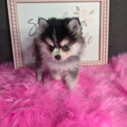 GRAY POCKET SIZE POMSKY w Blue Eyes - Gray and white female Pomsky puppy in Austin, Colorado from Colorado Mini Dachshunds & Mini Pomskies