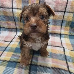 Chocolate M1 - Chocolate, tan and white male Yorkshire Terrier puppy in Lakeland, Florida from You Me & The Yorkies