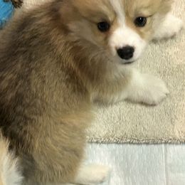 American Corgi Puppies from Martinez Corgis
