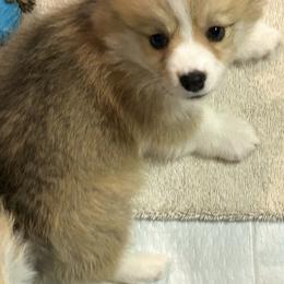 American Corgi Puppies from Martinez Corgis