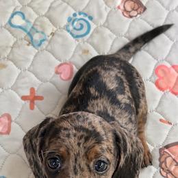Fendi - Dapple female Dachshund puppy in Hockley, Texas from Shans Down Home Doxies