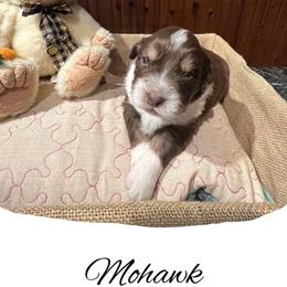Mohawk - Red tri-color male Australian Shepherd puppy in Stone Mountain, Georgia from True Blue Friends