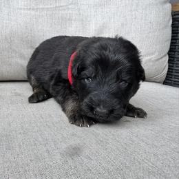 Boy 2 - male German Shepherd puppy in Liberty Hill, Texas from Liberty Shepherds