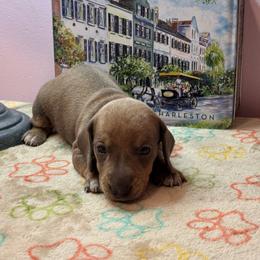 AKC Female 3000 - Red female Dachshund puppy in Summerville, South Carolina from Funk's Four-Legged Friends