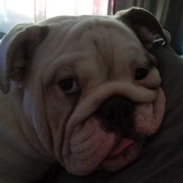 English Bulldog Puppies from Cuddabulz