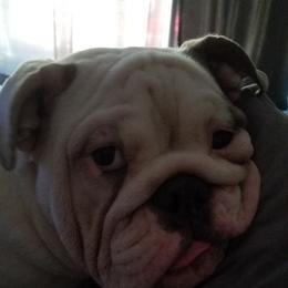 English Bulldog Puppies from Cuddabulz