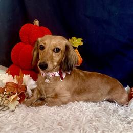 Kiki - Dachshund