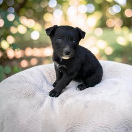 Harmony - Black tri-color female Australian Shepherd puppy in Statesville, North Carolina from Charming Australian Shepherds