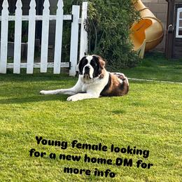 Melani - Brown and white female Saint Bernard puppy in Ramona, California from Buendias Ranch Saint Bernards & Bernese Mountain Dogs