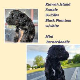 Kiawah - Phantom female Bernedoodle puppy in St. George, South Carolina from Southern Hunters Mini Doodles