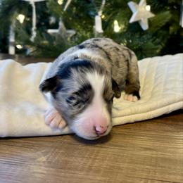 Stetson - Blue merle female Aussiedoodle puppy in Clara City, Minnesota from Good Shepherd Aussiedoodles