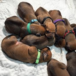 6 - Rd whtn blk nose female Rhodesian Ridgeback puppy in Carver, Massachusetts from Adwera Rhodesian Ridgebacks