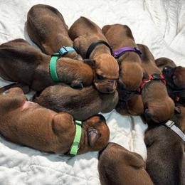 6 - Rd whtn blk nose female Rhodesian Ridgeback puppy in Carver, Massachusetts from Adwera Rhodesian Ridgebacks