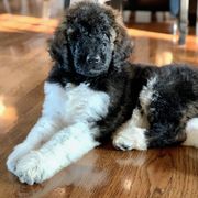 Newfypoo Puppies from Two Sisters Ranch, LLC