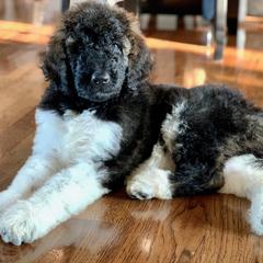 Newfypoo Puppies from Two Sisters Ranch, LLC
