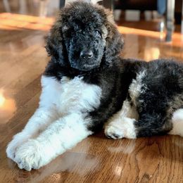 Newfypoo Puppies from Two Sisters Ranch, LLC