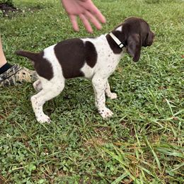 German Shorthaired Pointer Puppies from Rustic Creek Farms