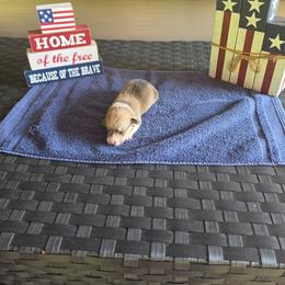 Ham - Sable male Pembroke Welsh Corgi puppy in New Douglas, Illinois from Millerbaughs Country Corgis