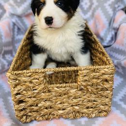 Australian Shepherd Puppies from Jo’s Aussies