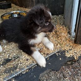 Red Tri Male - Red Toy Australian Shepherd puppy in Griffin, Georgia from No Matter Farm