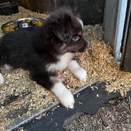 Red Tri Male - Red Toy Australian Shepherd puppy in Griffin, Georgia from No Matter Farm