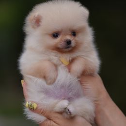 Boy 1 - Cream male Pomeranian puppy in Denver, Colorado from Diana's Pomeranians