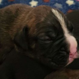 #8 Classic Brindle with white blaze and white toes - Brindle Boxer puppy in Ellensburg, Washington from Savvy Boxers Seattle