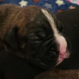 #8 Classic Brindle with white blaze and white toes - Brindle Boxer puppy in Ellensburg, Washington from Savvy Boxers Seattle