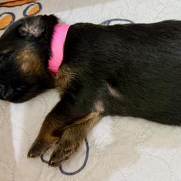 German Shepherd Puppies from Vom Broward Haus