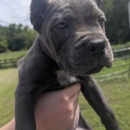Yellow Collar - Gray female Cane Corso puppy in Henry, Virginia from Hardradas Dynasty Cane Corso