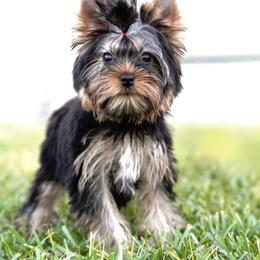 Dolly - Blue and gold female Yorkshire Terrier puppy in Lake Mary, Florida from Cannon Yorkies