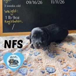 Hexxus - Black and tan male Dachshund puppy in Hoquiam, Washington from Heyd's Mini Dachshunds