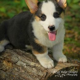 Pembroke Welsh Corgi Puppies from Royal Ridge Corgis
