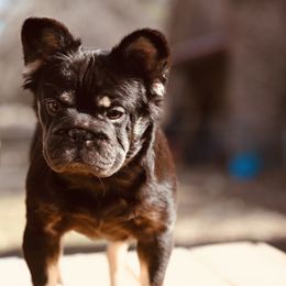 Gabby - French Bulldog