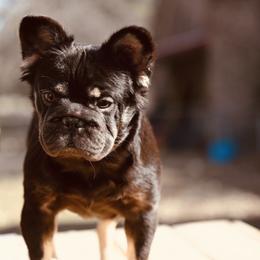 Gabby - French Bulldog