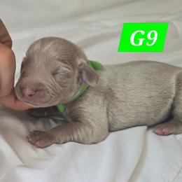 G9 - Silver gray female Weimaraner puppy in Frostproof, Florida from Waggin' Weims