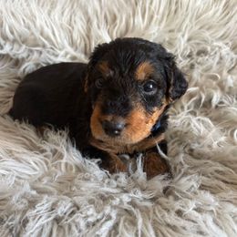 Miss Blue - Black and tan female Airedale Terrier puppy in Huntersville, North Carolina from Cool Hand Luke Kennels