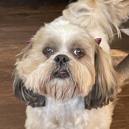 Isabelle - Shih Tzu