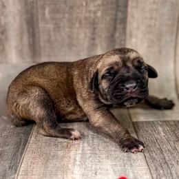 Red Collar - Chestnut brindle female Cane Corso puppy in Catawba, North Carolina from Catawba Cane Corso