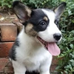 Pembroke Welsh Corgis from Box Alarm Farm