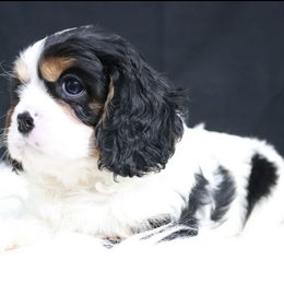 Cavalier King Charles Spaniel Puppies from Christina’s Cavaliers