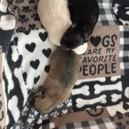 Chihuahua Puppies from Wild Mountain Chihuahuas