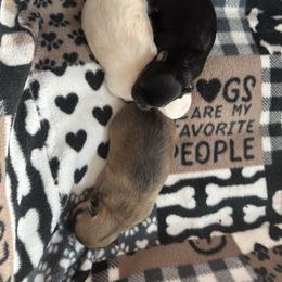 Chihuahua Puppies from Wild Mountain Chihuahuas