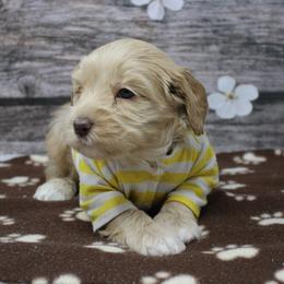 Yellow collar Whiskey - Caramel male Australian Labradoodle puppy in Provo, Utah from EllsWORTH Labradoodles LLC