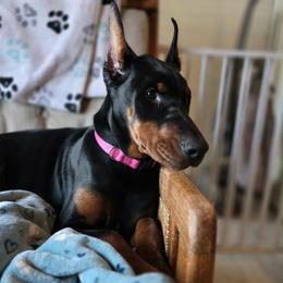Doberman Pinscher puppies from Eminent Dobermans