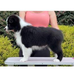 Coal - Black male Border Collie puppy in Dunn, North Carolina from Coylety Border Collies